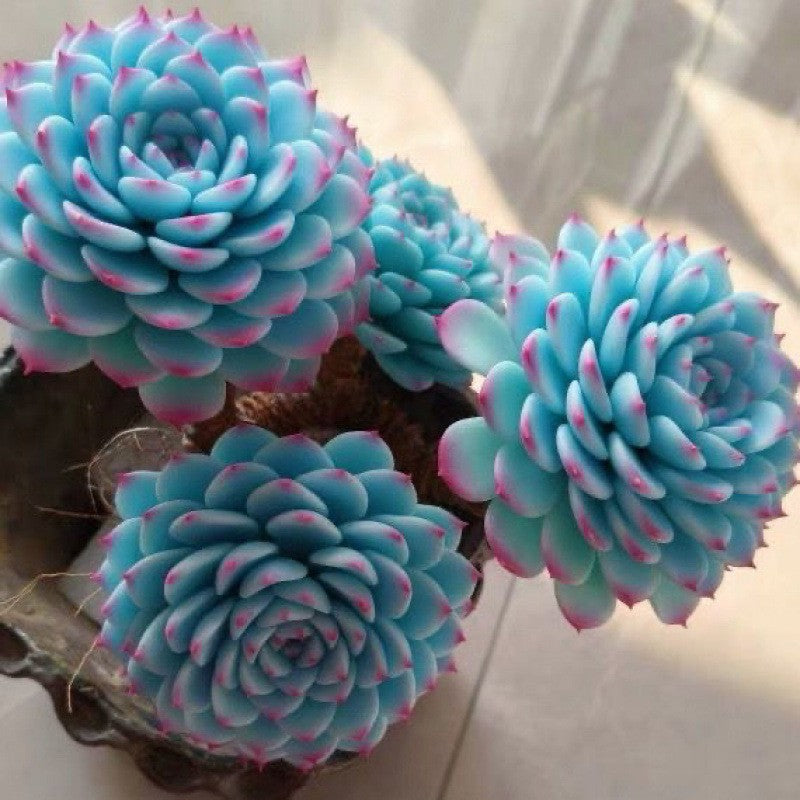 succulent plants