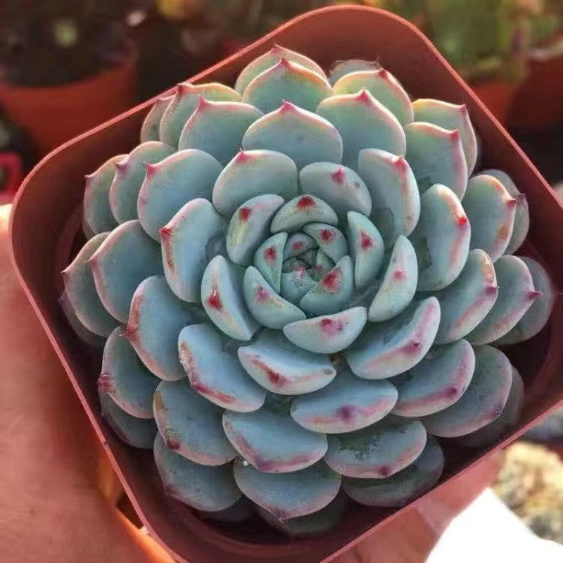 succulent plants