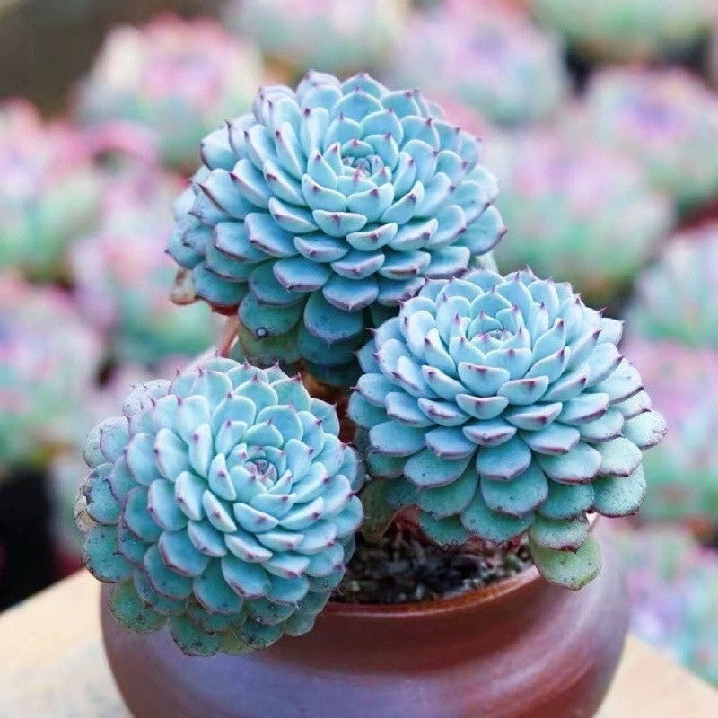 succulent plants