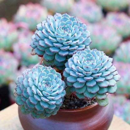 succulent plants