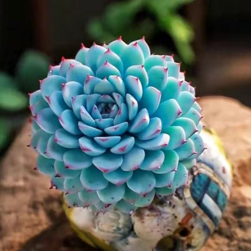 succulent plants