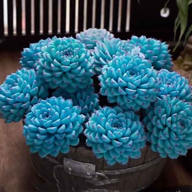 succulent plants