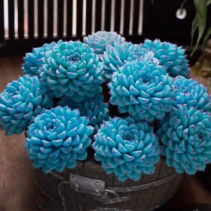 succulent plants
