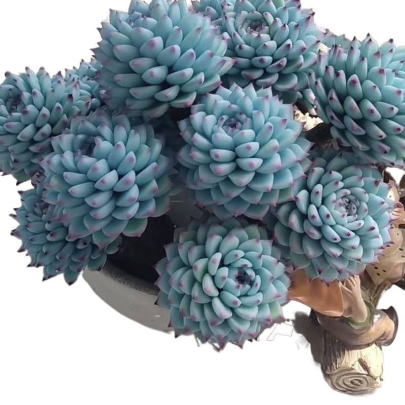 succulent plants