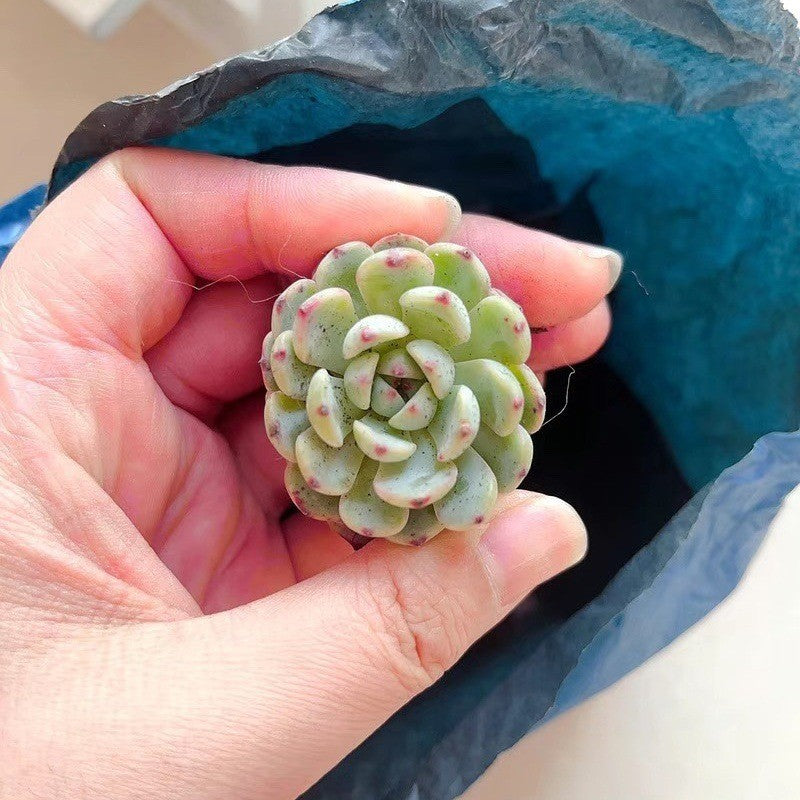 succulent plants