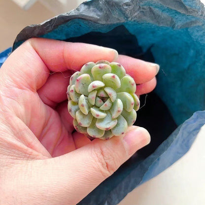 succulent plants