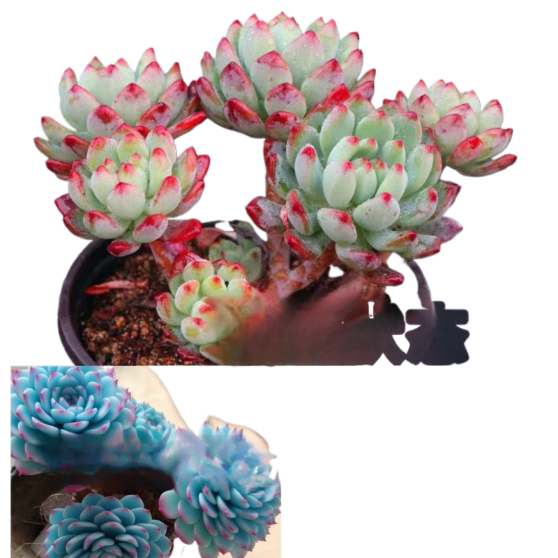 succulent plants