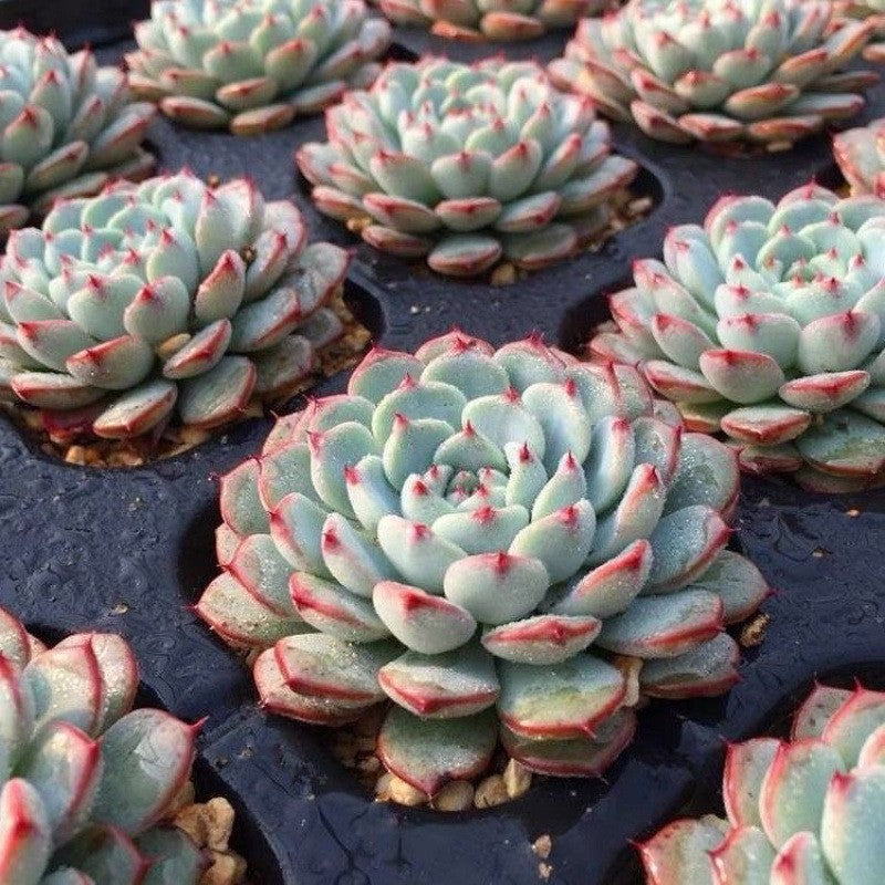 succulent plants