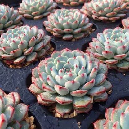 succulent plants