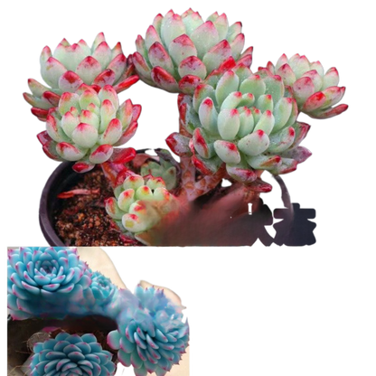 succulent plants