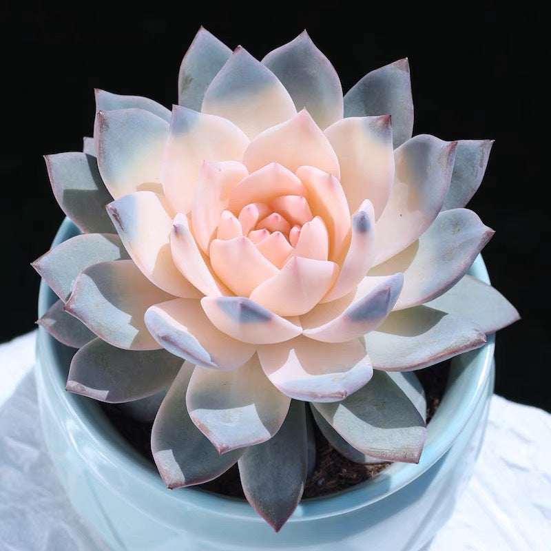 succulent plants