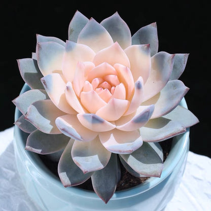 succulent plants