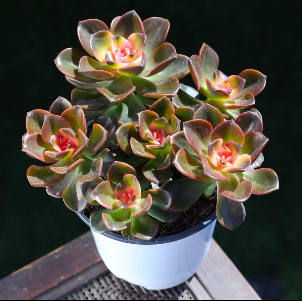 succulent plants