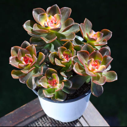 succulent plants