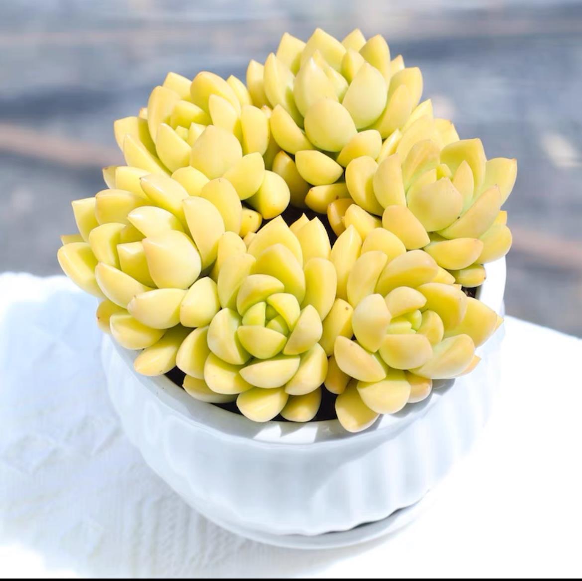 succulent plants