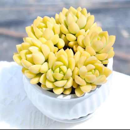 succulent plants