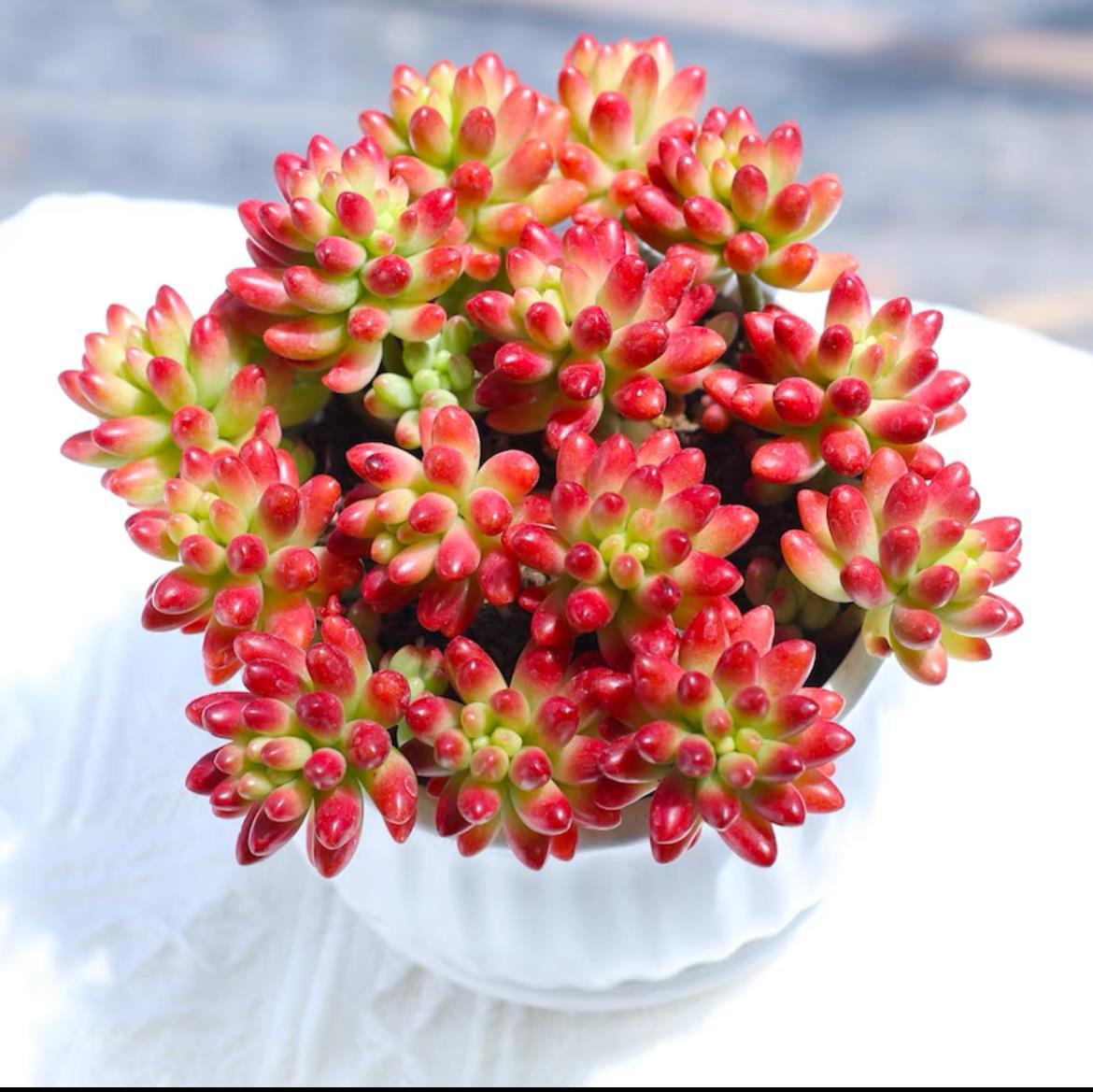 succulent plants
