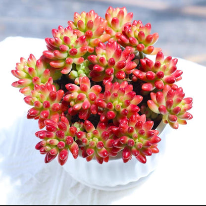 succulent plants