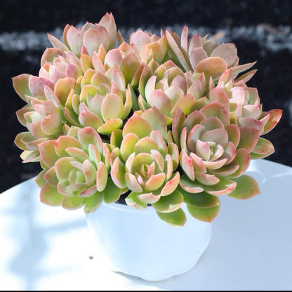 succulent plants