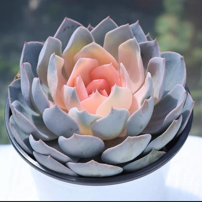 succulent plants