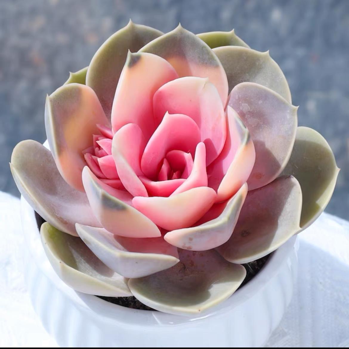 succulent plants