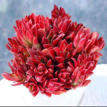 succulent plants