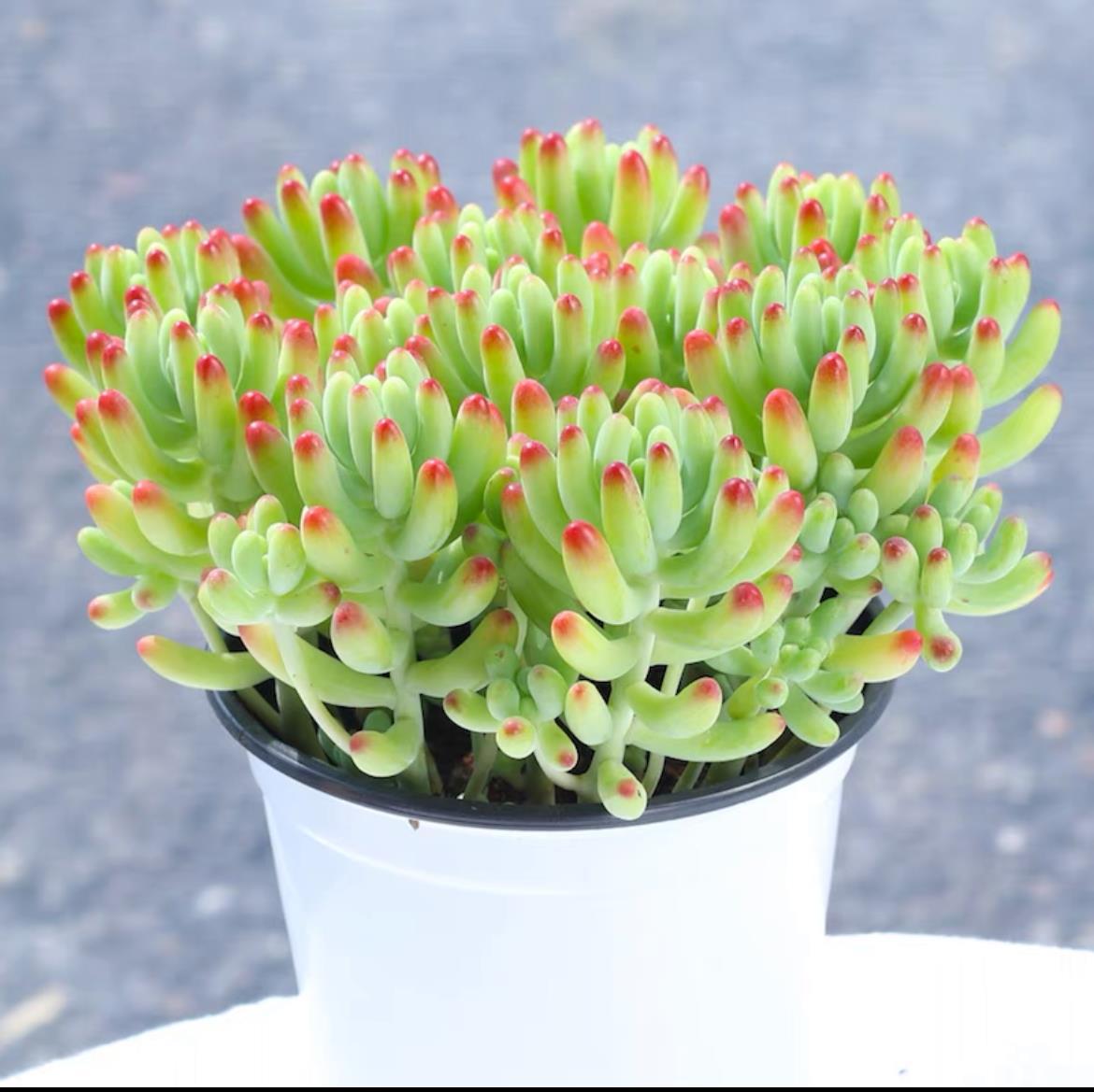 succulent plants