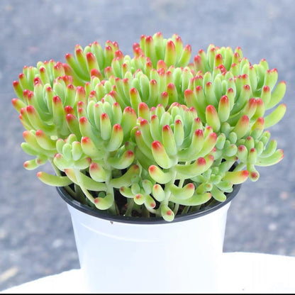 succulent plants
