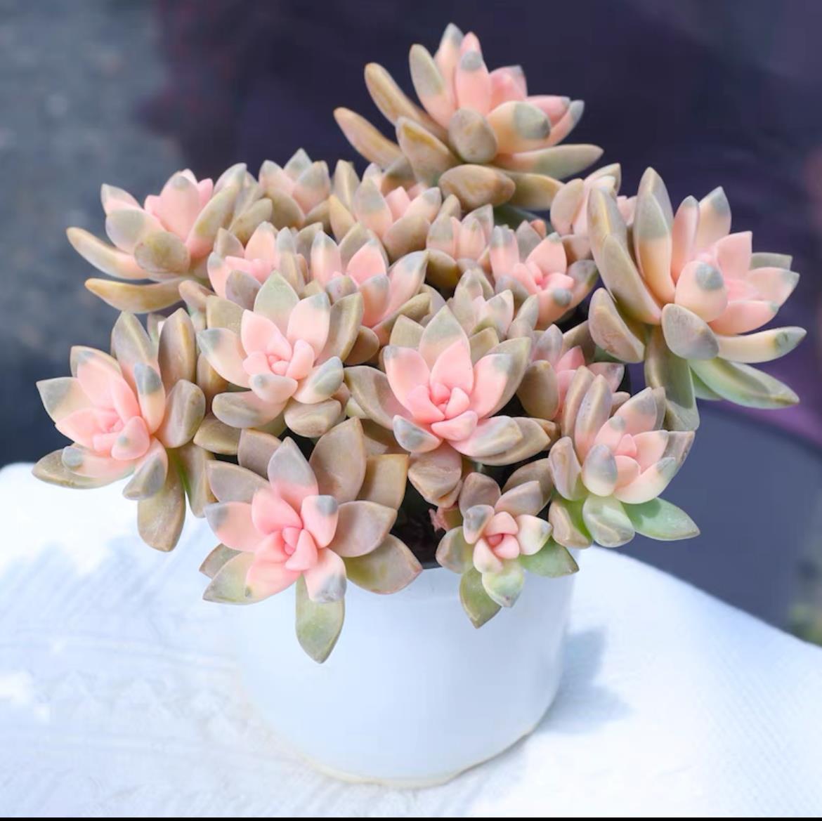 succulent plants