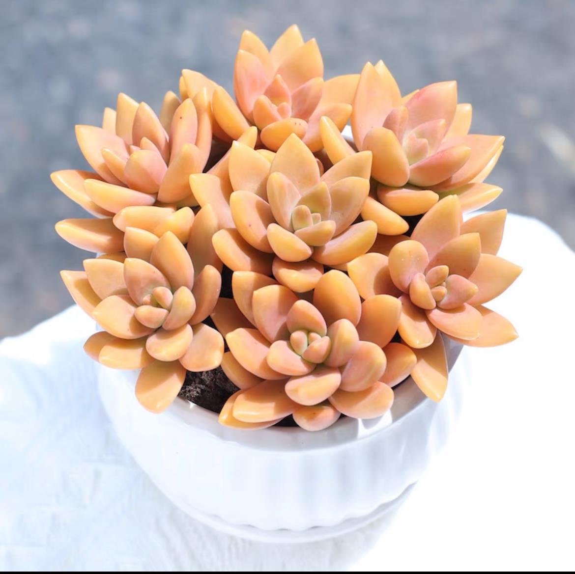 succulent plants