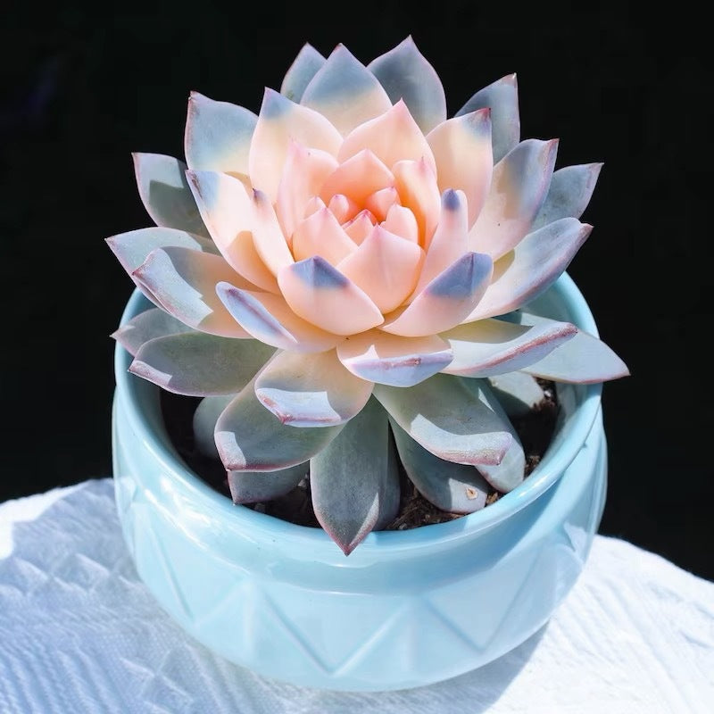succulent plants