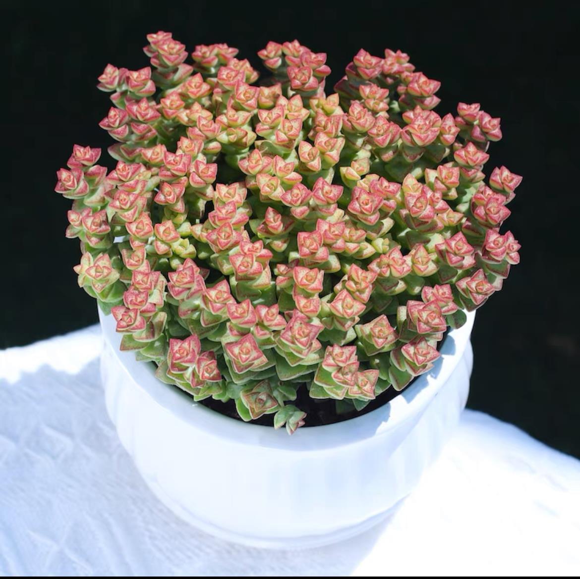 succulent plants