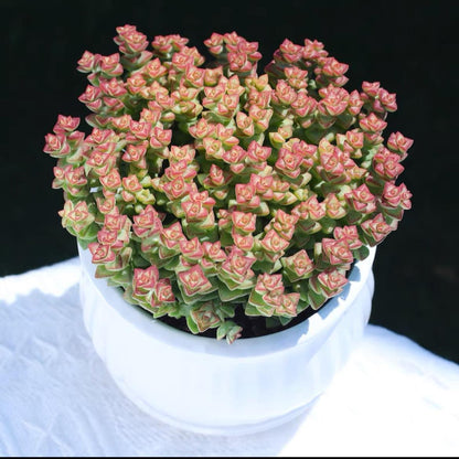 succulent plants