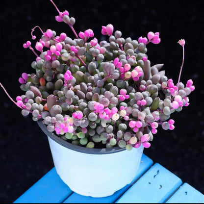 succulent plants