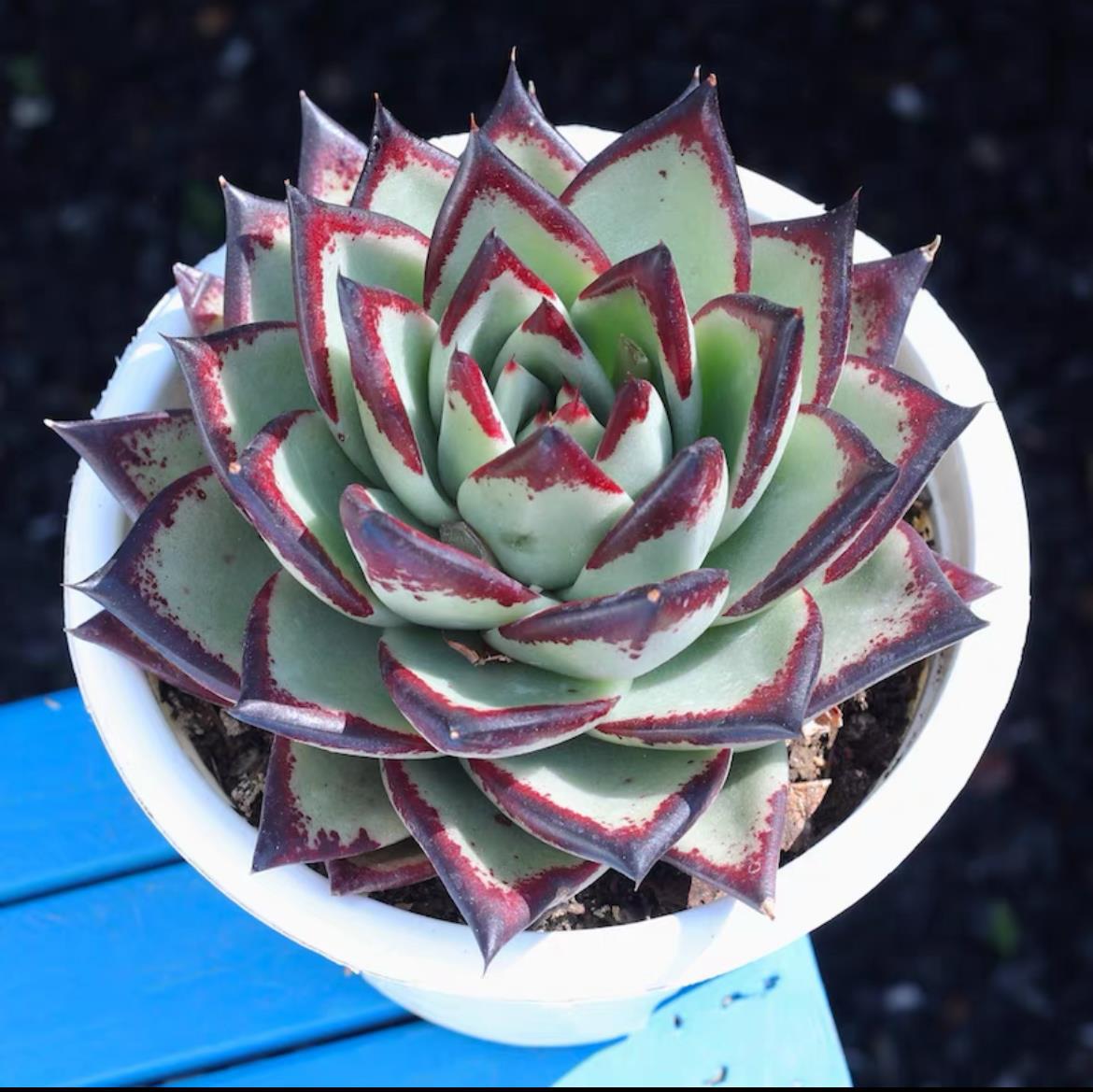 succulent plants