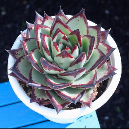 succulent plants