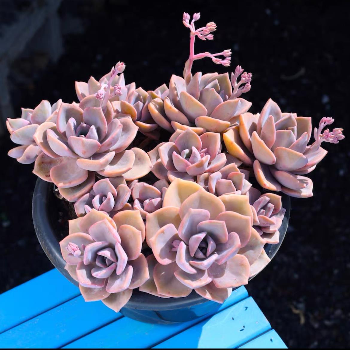 succulent plants