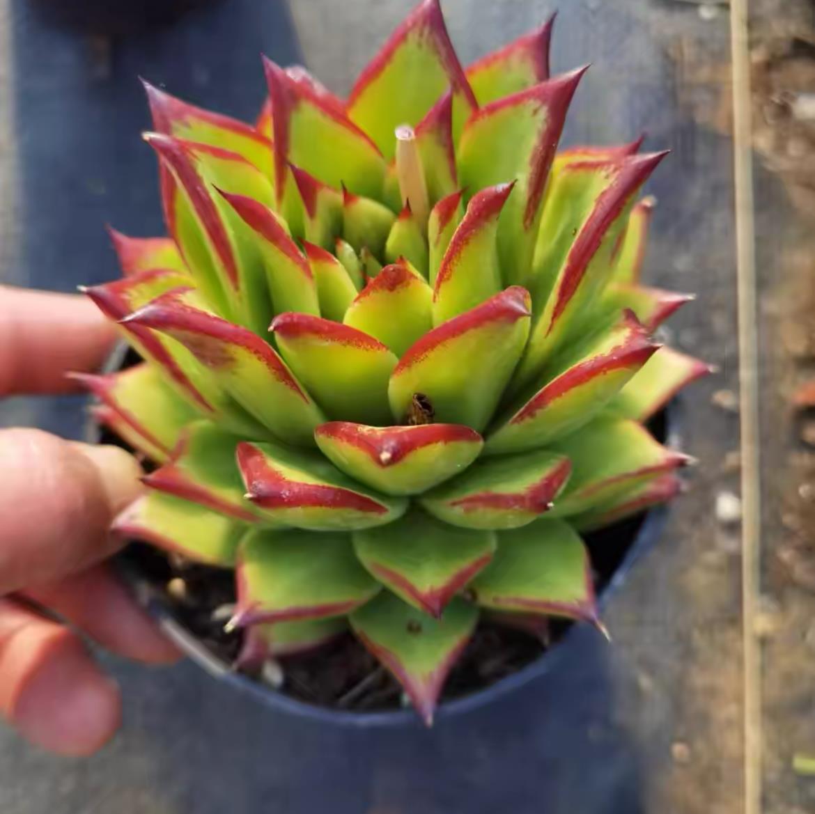 succulent plants