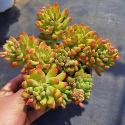 succulent plants