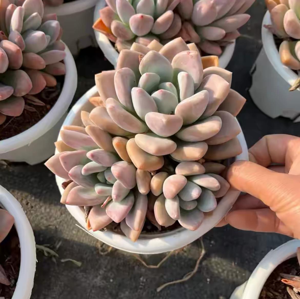 succulent plants