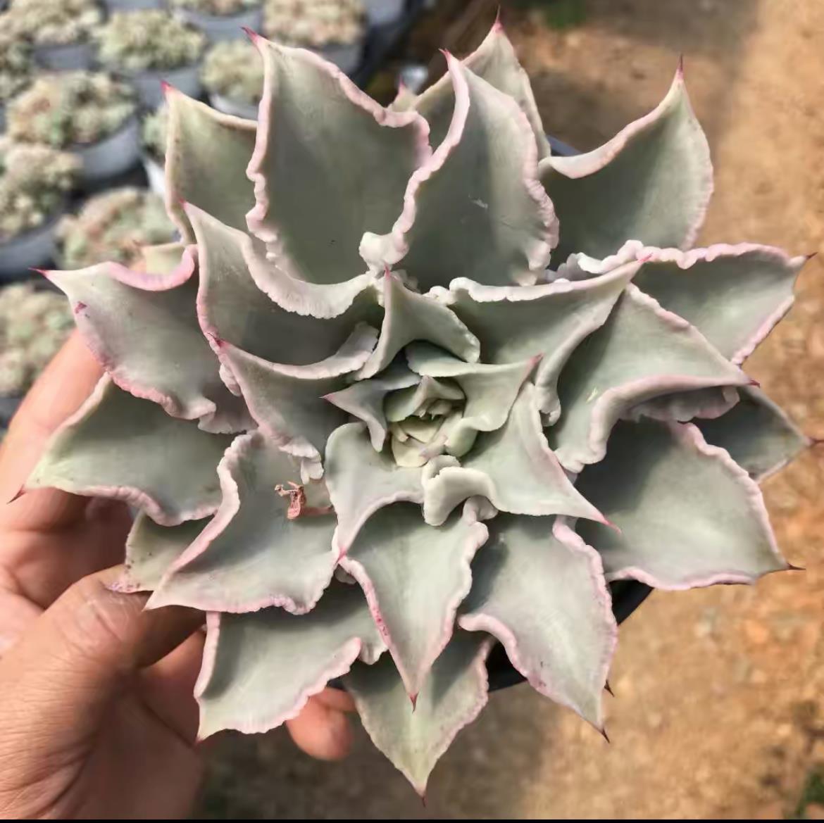 succulent plants