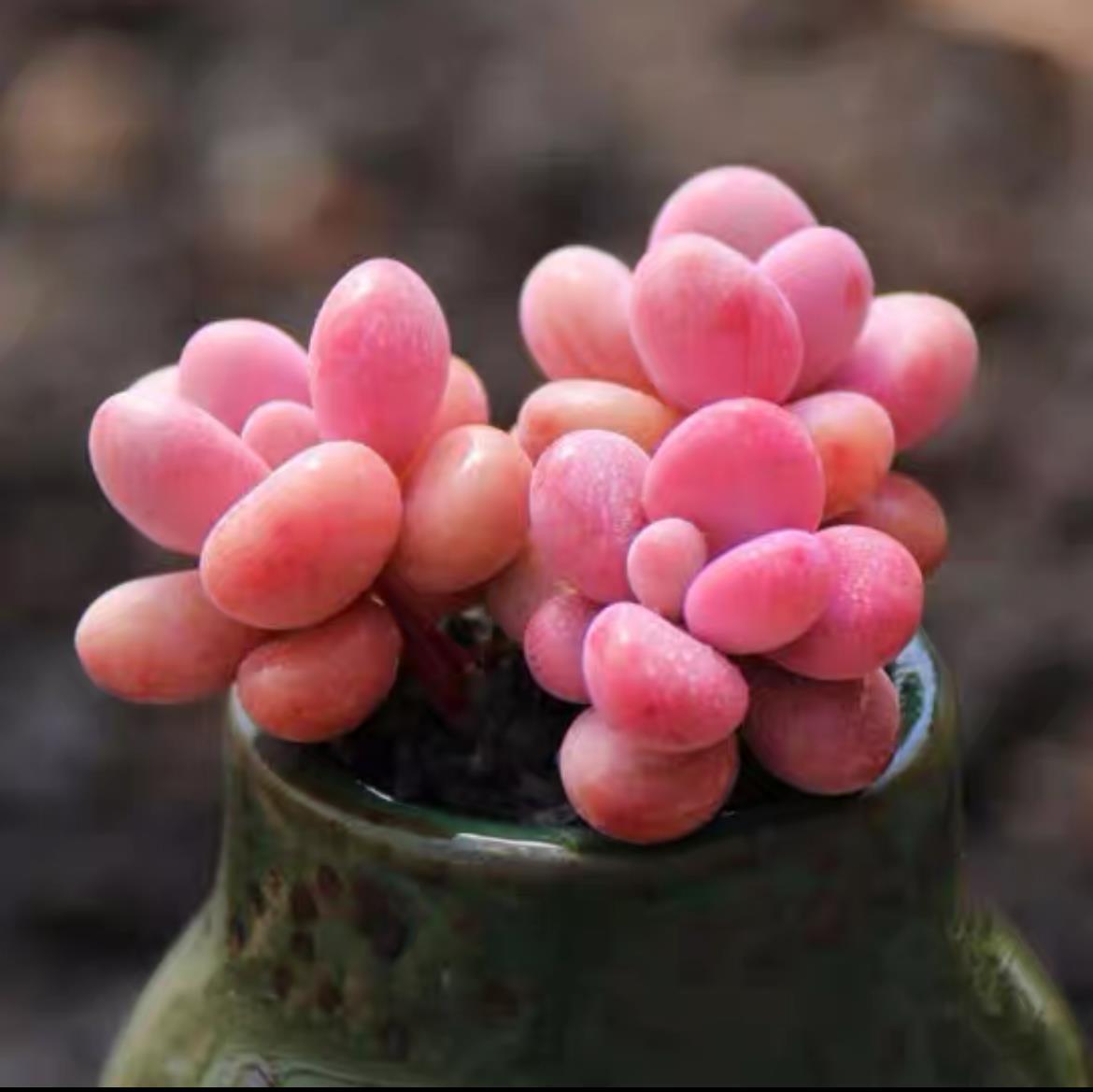 succulent plants