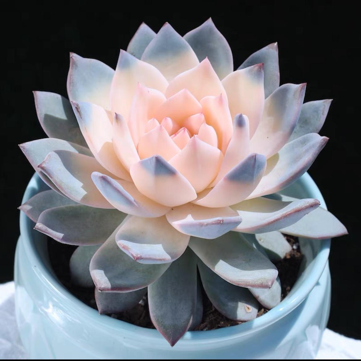 succulent plants