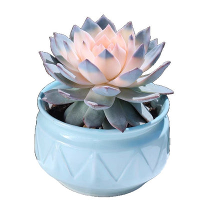 succulent plants