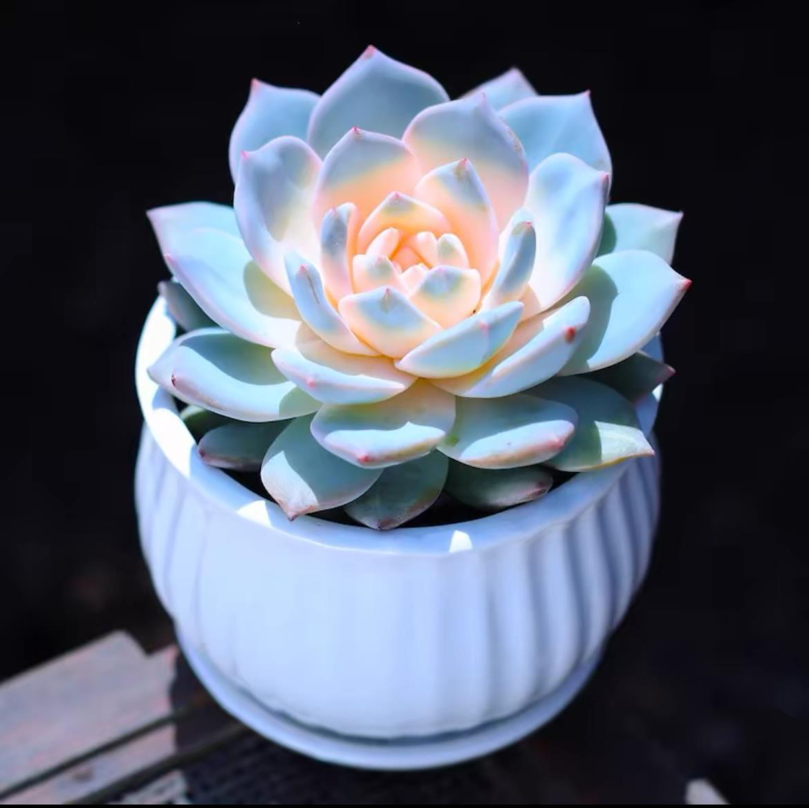 succulent plants