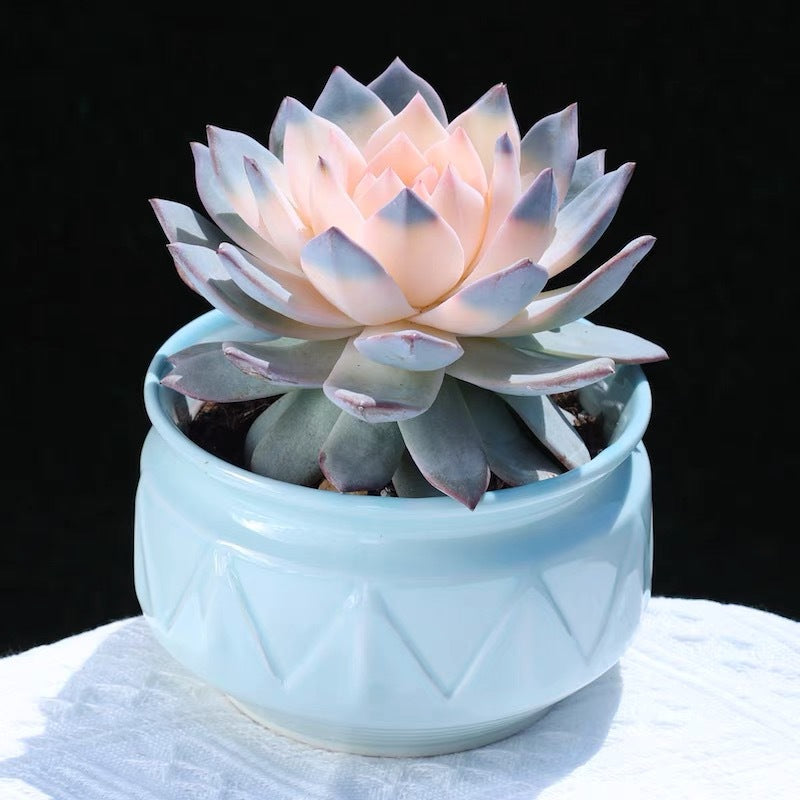 succulent plants