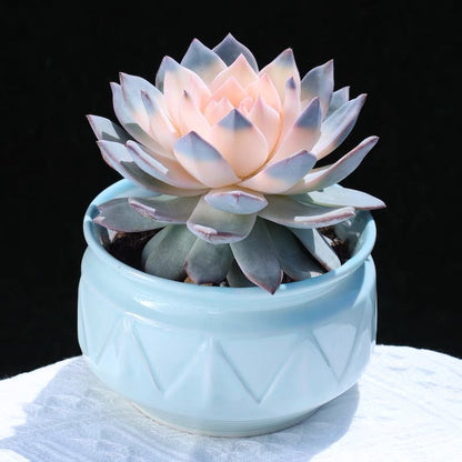succulent plants