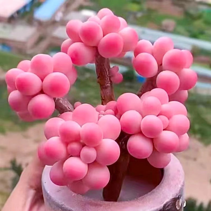 Succulent plants