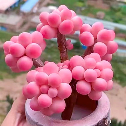 Succulent plants
