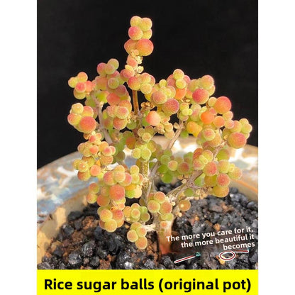 Succulent plants